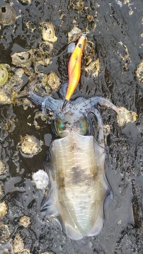 アオリイカの釣果