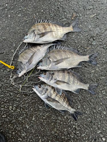 チヌの釣果