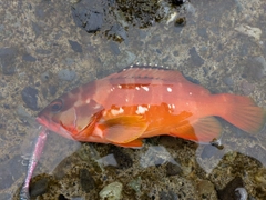 アカハタの釣果
