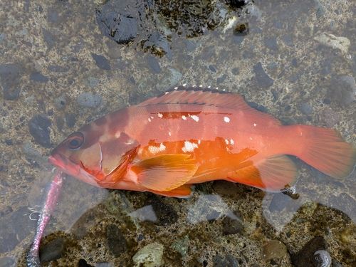 アカハタの釣果