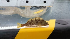 アイナメの釣果