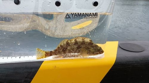 アイナメの釣果