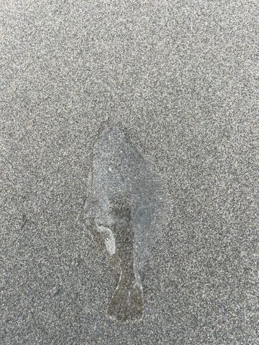 ソゲの釣果