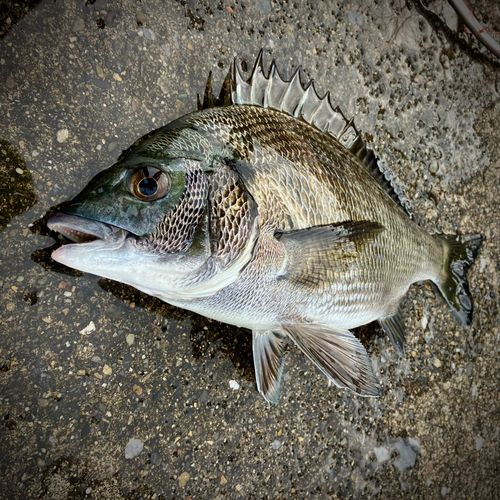 クロダイの釣果