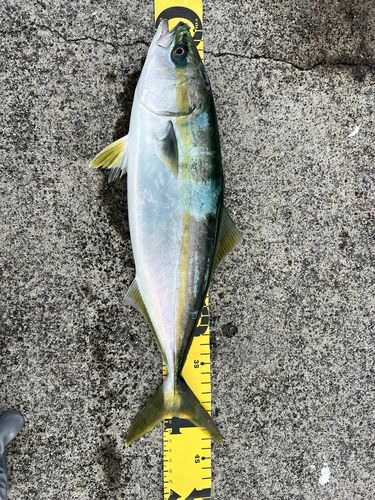 イナダの釣果
