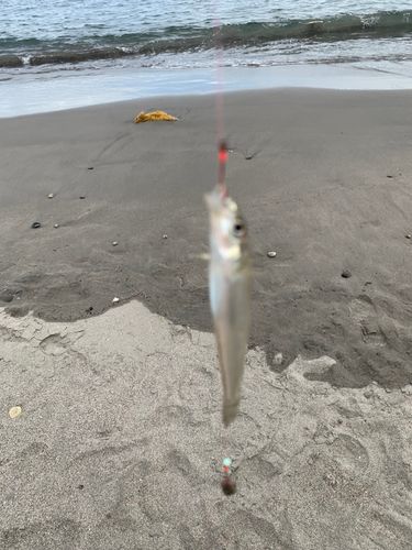 シロギスの釣果
