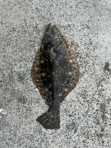 ヒラメの釣果