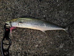 サゴシの釣果