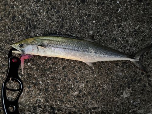 サゴシの釣果