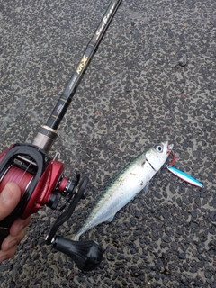 サバの釣果