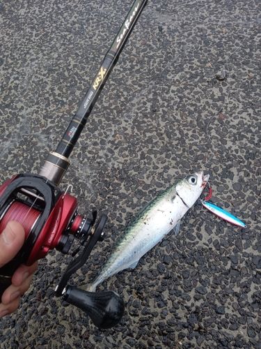 サバの釣果