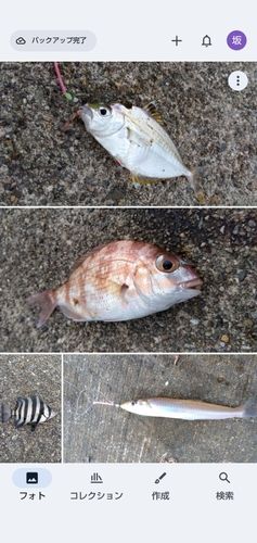 キスの釣果