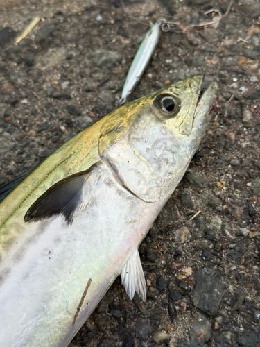 サゴシの釣果