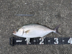 ショゴの釣果