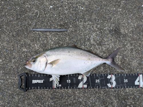 ショゴの釣果