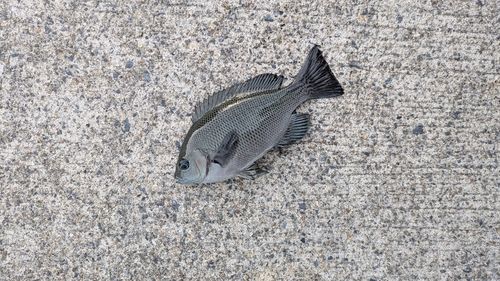 グレの釣果
