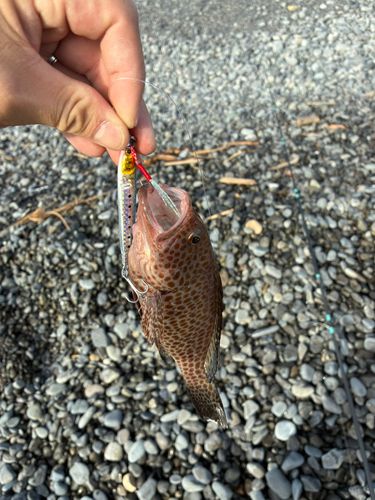 オオモンハタの釣果