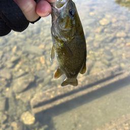 スモールマウスバス