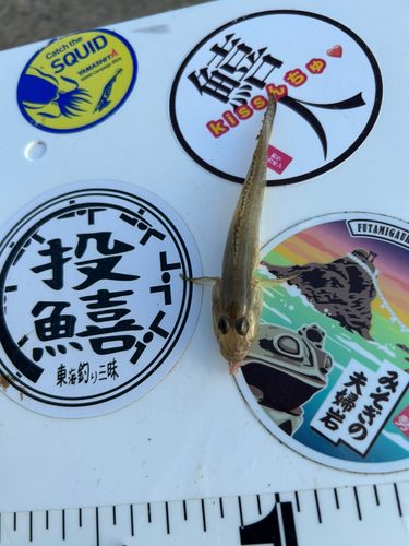 ハゼの釣果