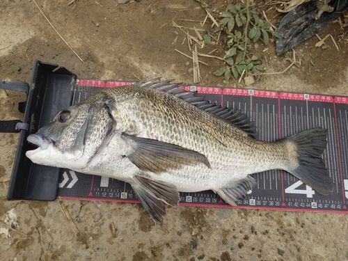 クロダイの釣果