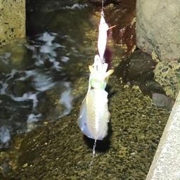 アオリイカ