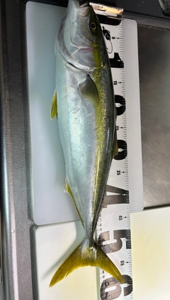 ハマチの釣果