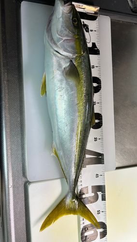 ハマチの釣果