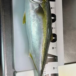 ハマチ