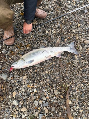 アキアジの釣果