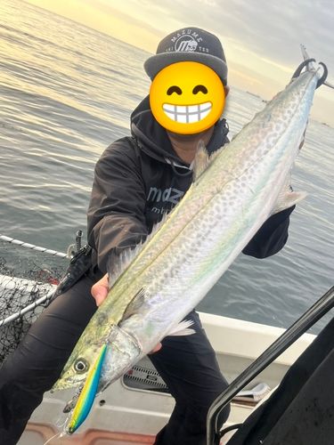 サワラの釣果