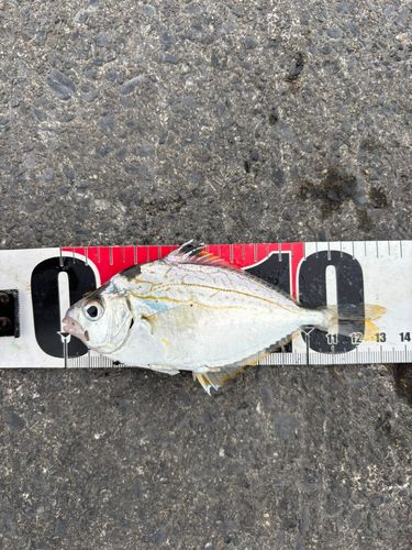 ヒイラギの釣果