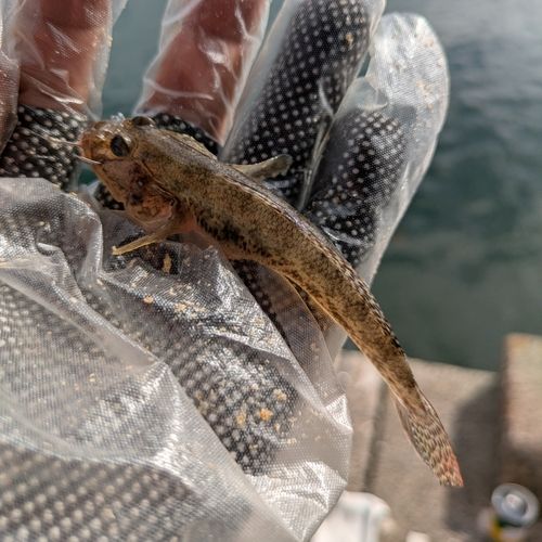 ハゼの釣果