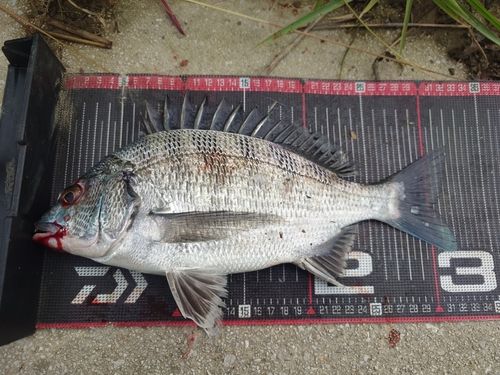 クロダイの釣果
