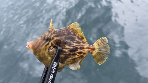 カワハギの釣果