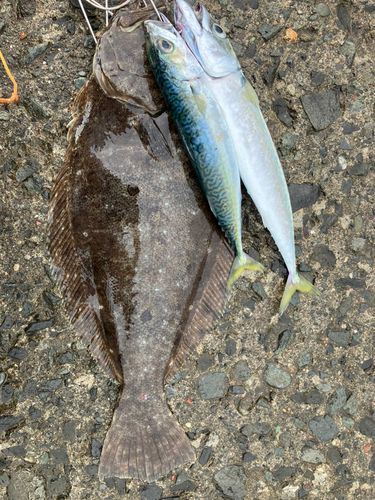 ヒラメの釣果