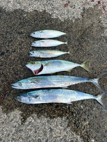 ブリの釣果