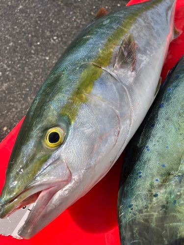 ワラサの釣果