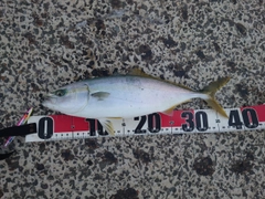 ワカシの釣果