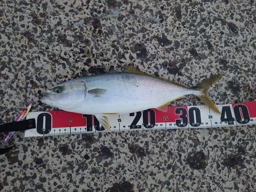 ワカシの釣果