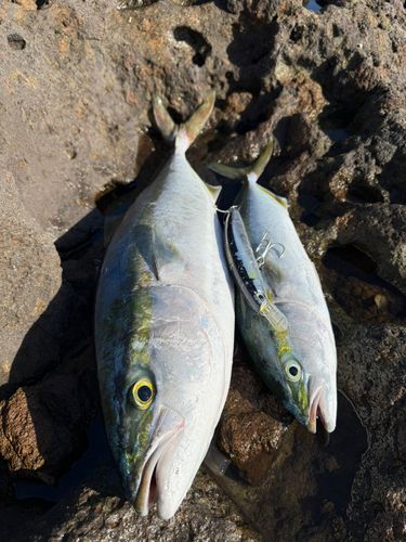ワラサの釣果