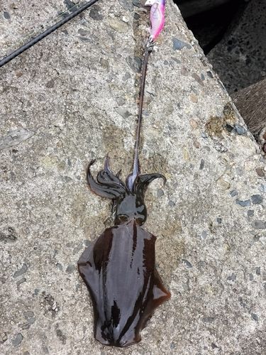 アオリイカの釣果