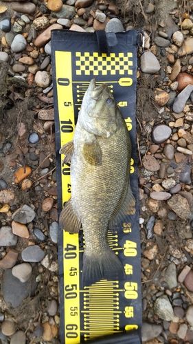 スモールマウスバスの釣果