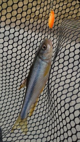 カワムツの釣果