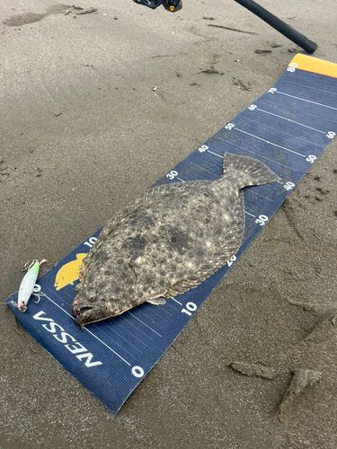 ヒラメの釣果
