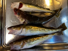 コマイの釣果