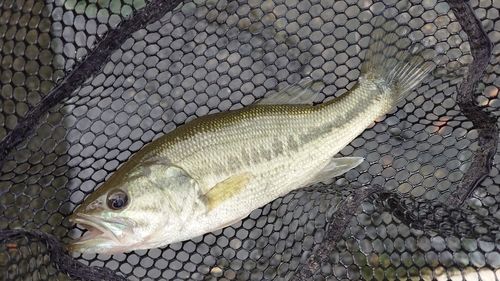ラージマウスバスの釣果