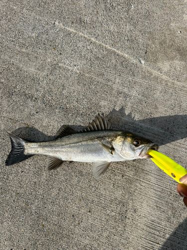 セイゴ（マルスズキ）の釣果