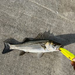 セイゴ（マルスズキ）