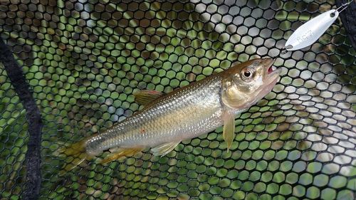 カワムツの釣果