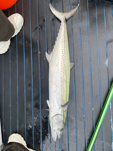 サワラの釣果